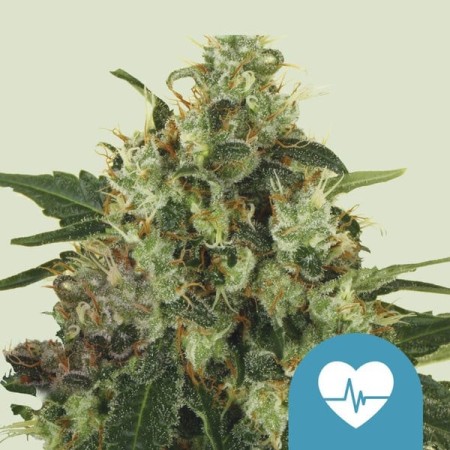 Medical Mass | Royal Queen Seeds | CBD