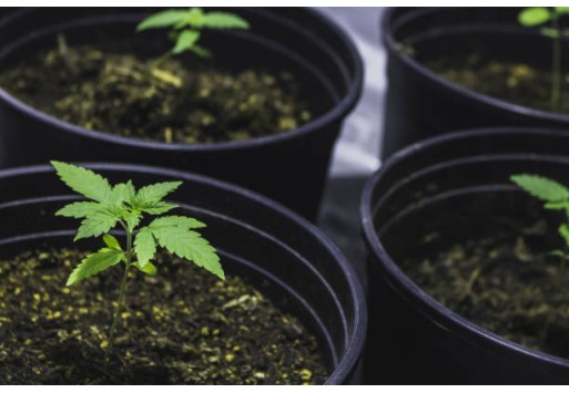 Kweken op kokos: het beste substraat voor wietplanten