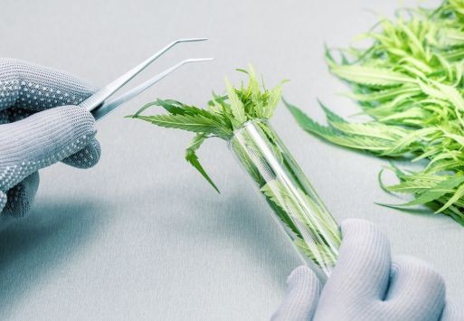 De wetenschap achter cannabis: Diploïde vs Triploïde wietzaden