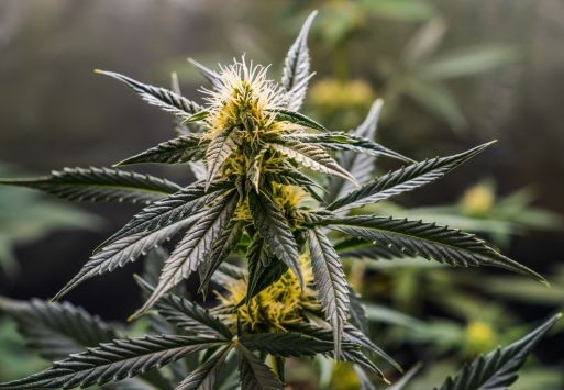 Welke voeding en supplementen geef je in de bloeifase