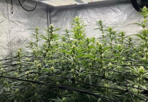 Begin van de bloeifase